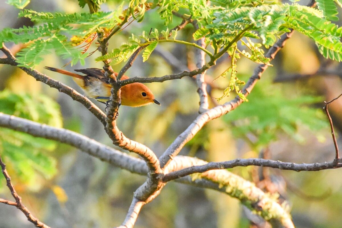 20 Animals & Birds in Rarotonga & the Cook Islands 🐦