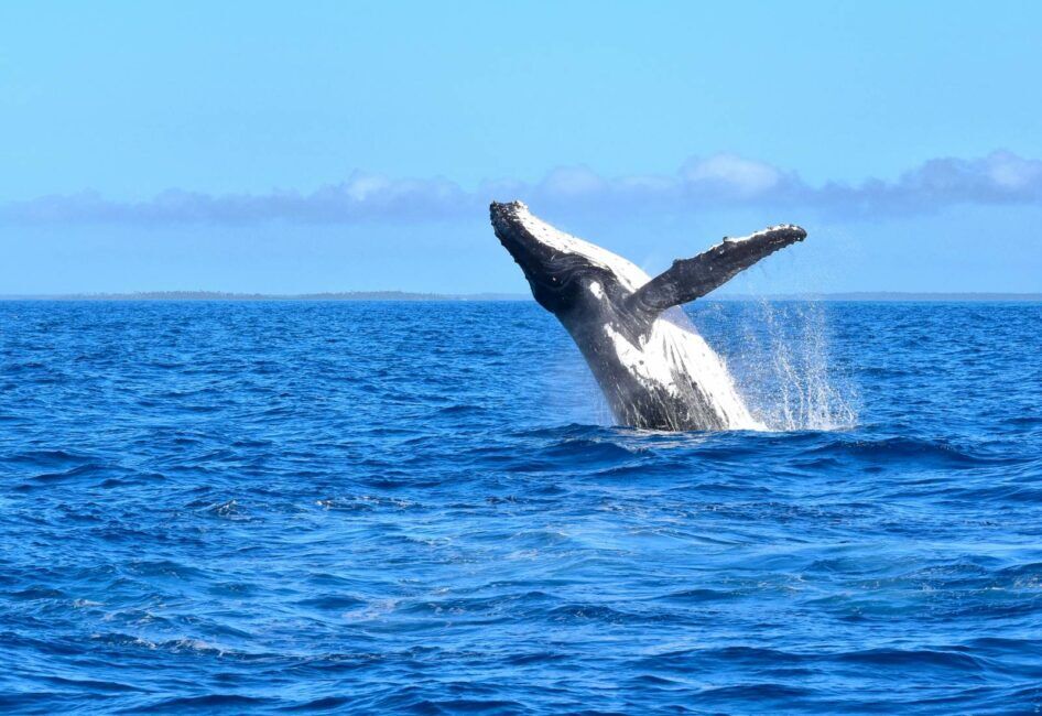 7 Best Whale Watching (& Swimming) Tours in the Cook Islands 🐋