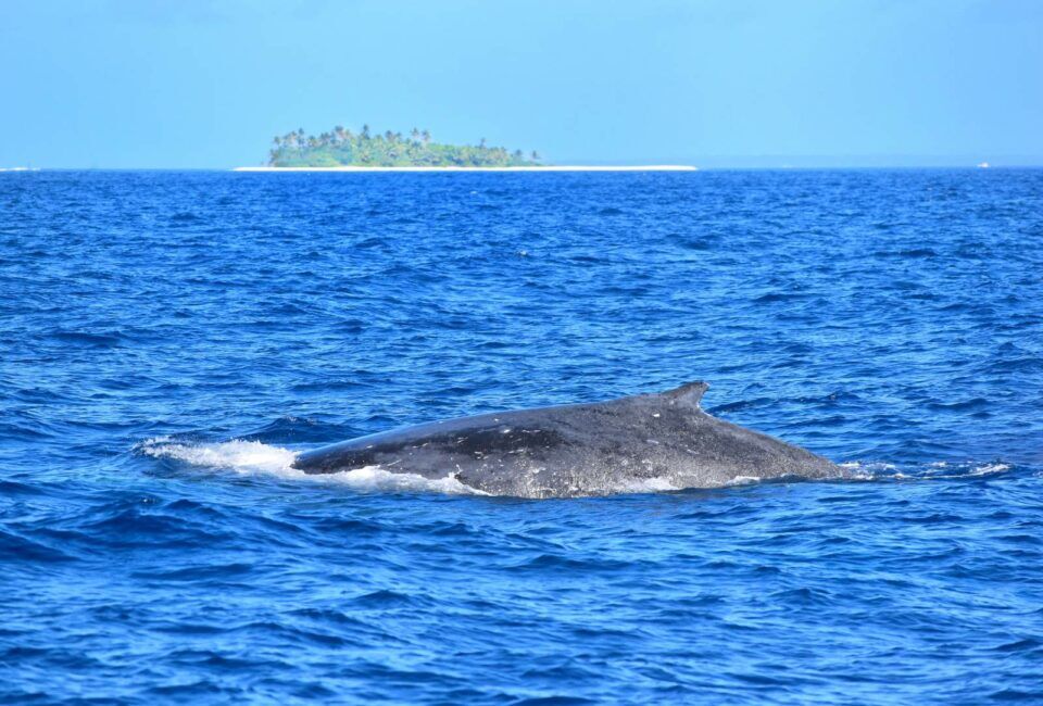 10 Best Places for Whale Watching in Rarotonga & the Cook Islands